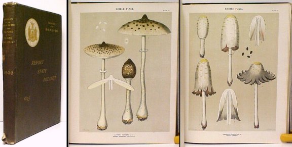 Annual Report of the State Botanist. with plates 2nd ed.