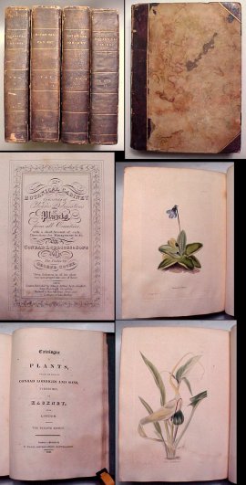 Botanical Cabinet : Consisting of Colored Plates from all Countries with ashort Account of each, Directions for Management. Vols. I-IV Image for Botanical Cabinet : Consisting of Colored Plates from all Countries with ashort Account of each, Directions for Management. Vols. I-IV