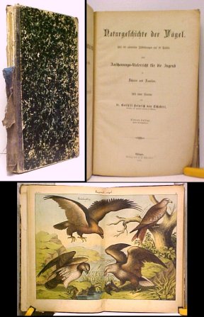 Image for Naturgeschichte der Vgel Naturgeschichte der Vgel