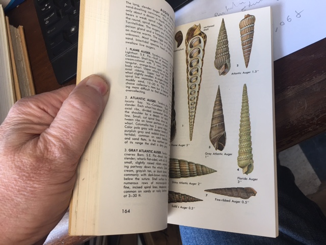 Seashells of North America : A Guide to Field Identification. Presentation copy signed by author,