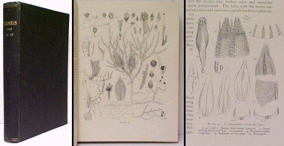 Image for Mosses with Hand-Lens and Microscope Mosses with Hand-Lens and Microscope