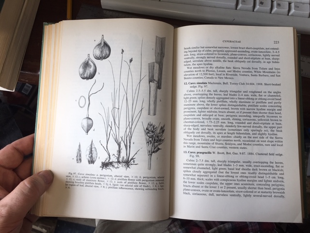 Image for A Flora of the Marshes of California.  First Edition