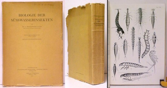 Biologie der Susswasserinsekten