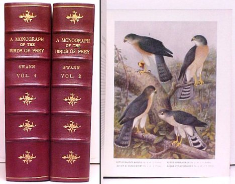 Image for Monograph of the Birds of Prey Monograph of the Birds of Prey